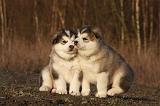 ALASKAN MALAMUTE 606